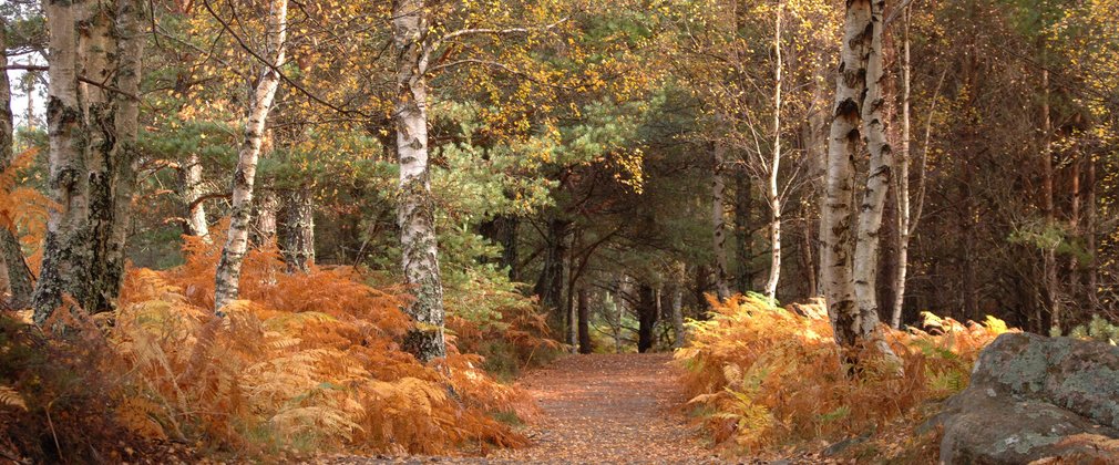 Birch trees in autumn