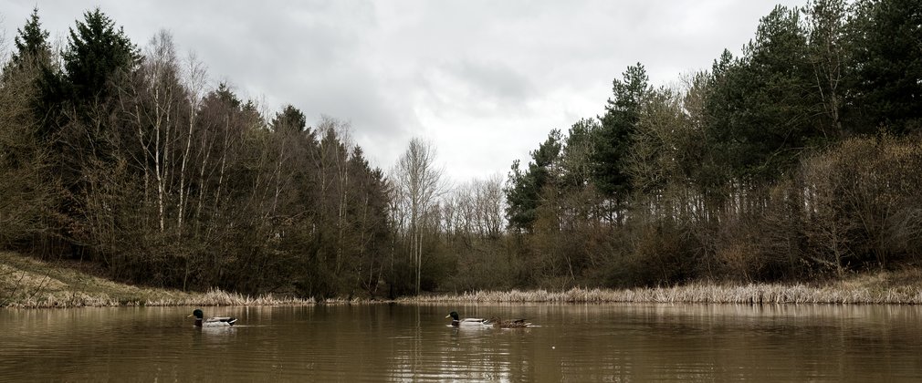 Pond with two ducks swimming with a backdrop of Bourne Wood