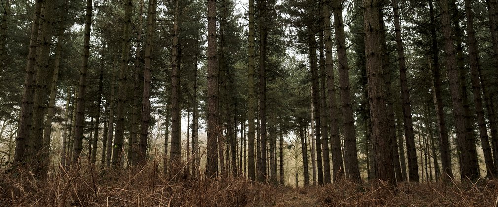 A few of a conifer woodland with bracken on the ground