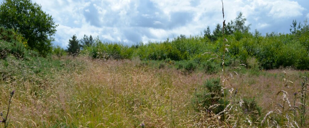 A meadow edges with mature trees.