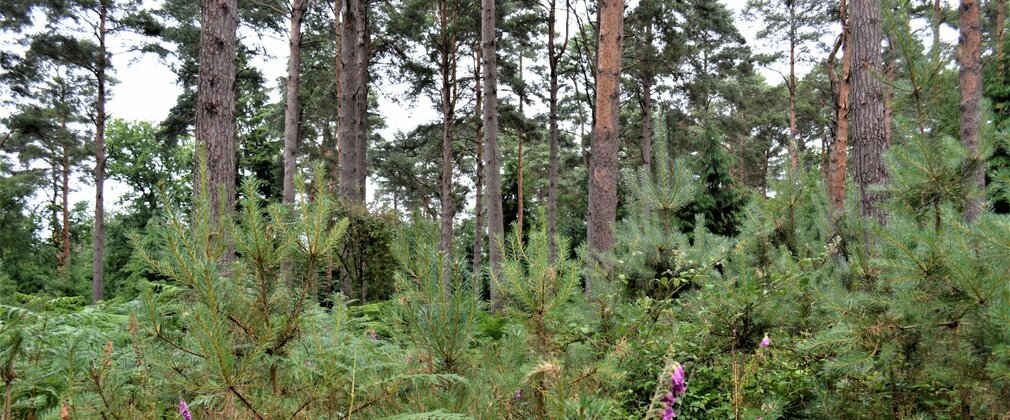 Young tree saplings and shrubs shown under tall pine trees.