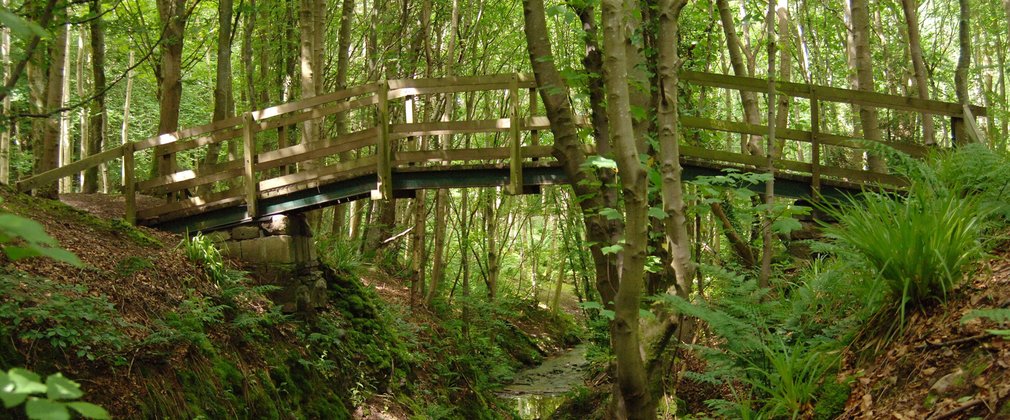 Bridge in the forest