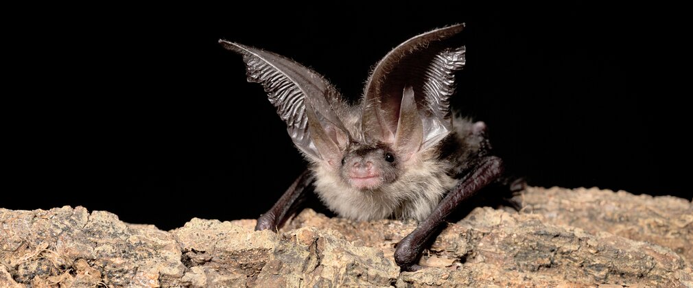Brown long eared BAT
