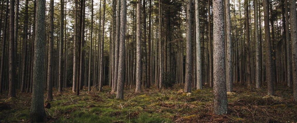 A range of conifer trees in a forest setting