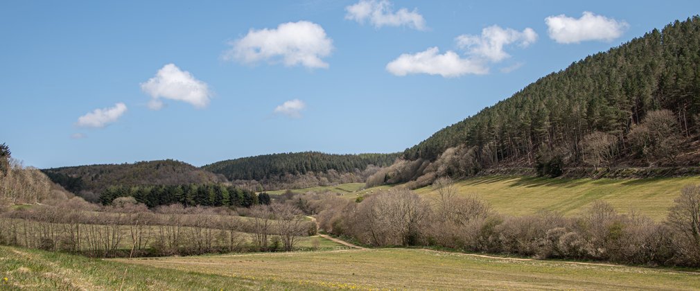 An open valley with rolling hills covered in conifer trees surrounding it