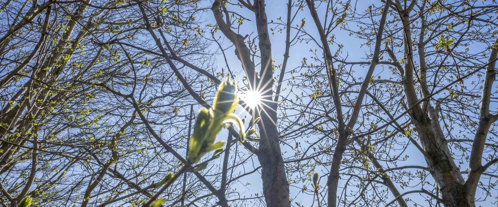 Tree bud in front of the sun 