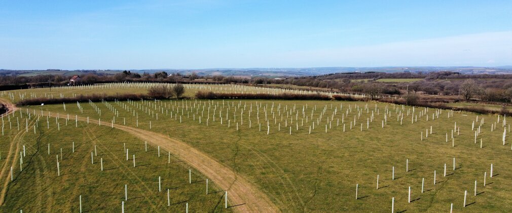 Arial view of newly planted woodland