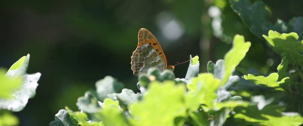 Butterfly sat in oak leaves in canopy