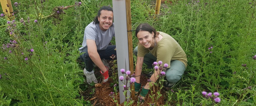 A young-adult girl in a green top and blue jeans (right) and young male in a grey top and dark trousers (right) are smiling at the camera whilst spreading bark mulch around a grey tree tube amongst a field of thistles. The each wear thick colourful gardening gloves.
