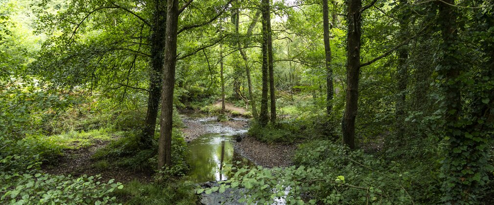 Stream running through broadleaf trees