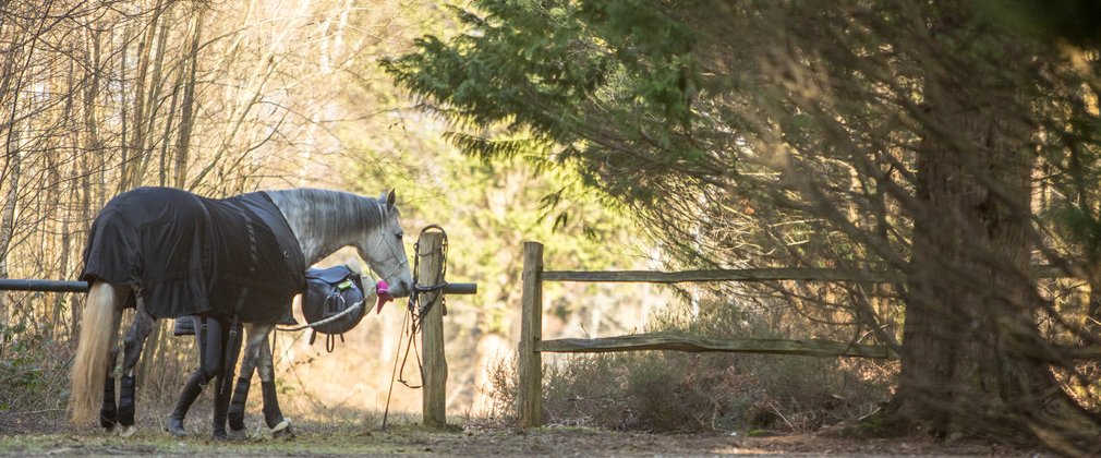 Horse at TROT box park saddle tacking up Bedgebury Forest