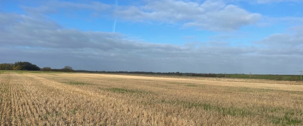 A field of dried grass with trees on the horizon and a blue cloudy sky.