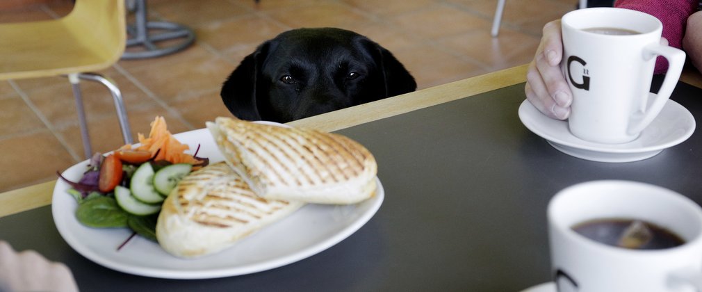 Dog with owner having lunch in hicks lodge cafe