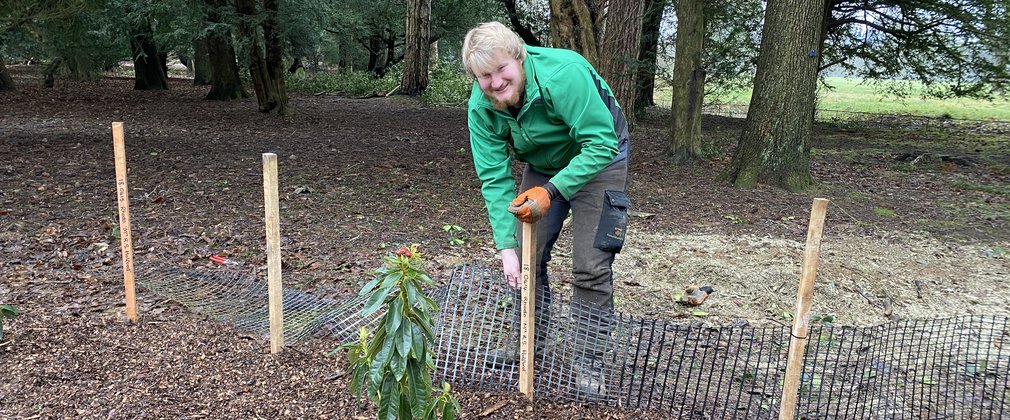 A young adult male in a green top fixes a post into the ground which has netting attached to protect the newly planted tree from damage.