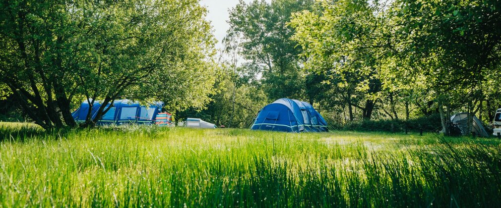 A small cluster of tents pitched amongst trees.
