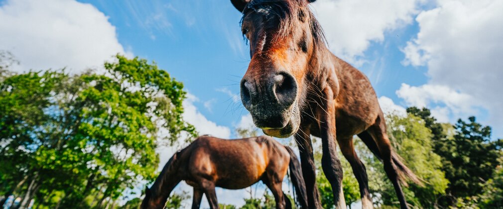 Close up of ponies in the New Forest