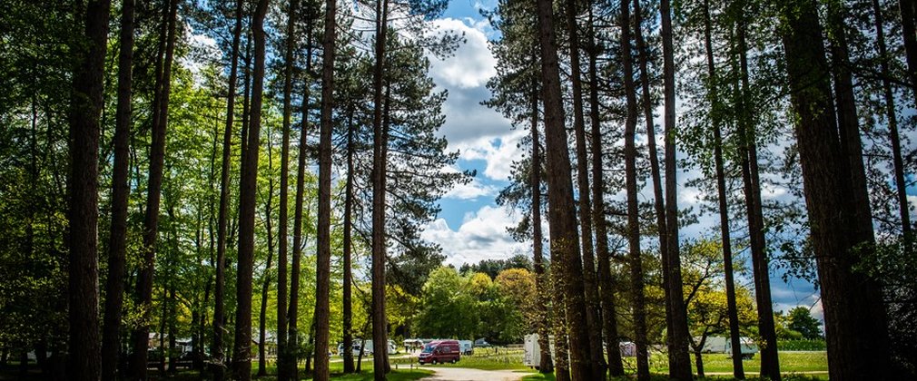 Camping in the forest