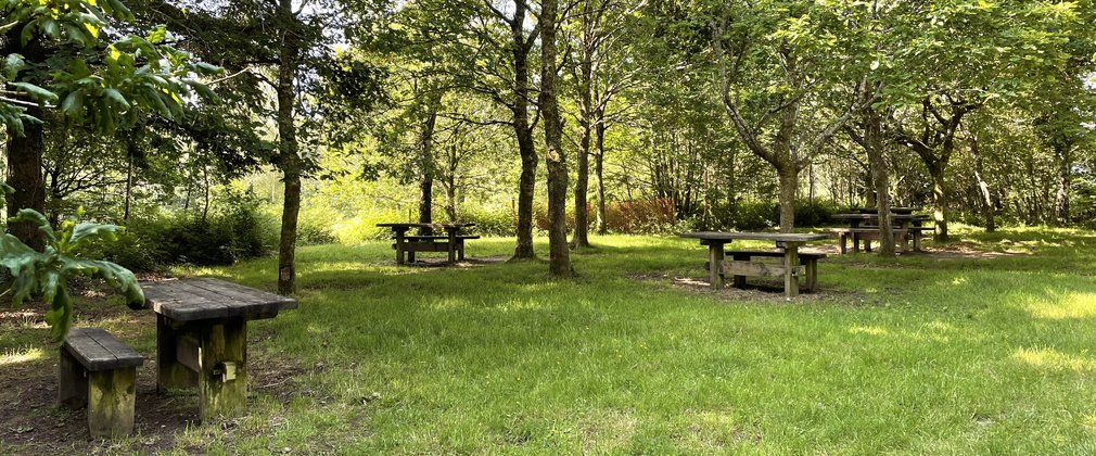 Cann Wood picnic spot