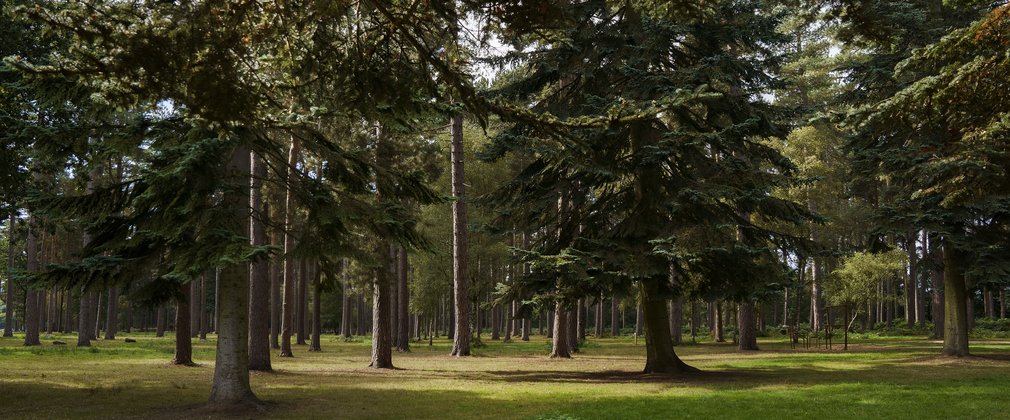 Pine trees with green grass on the ground