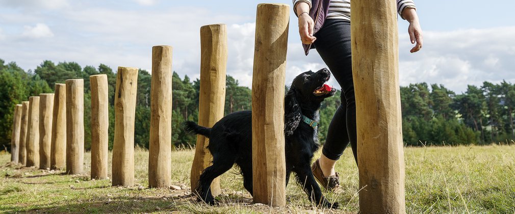 Lady walking dog on agility trail