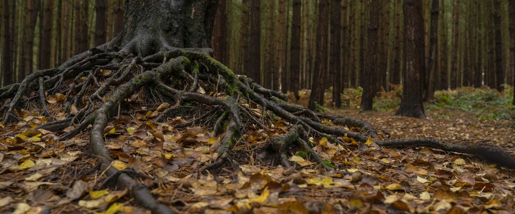 Forest floor with autumn leaves