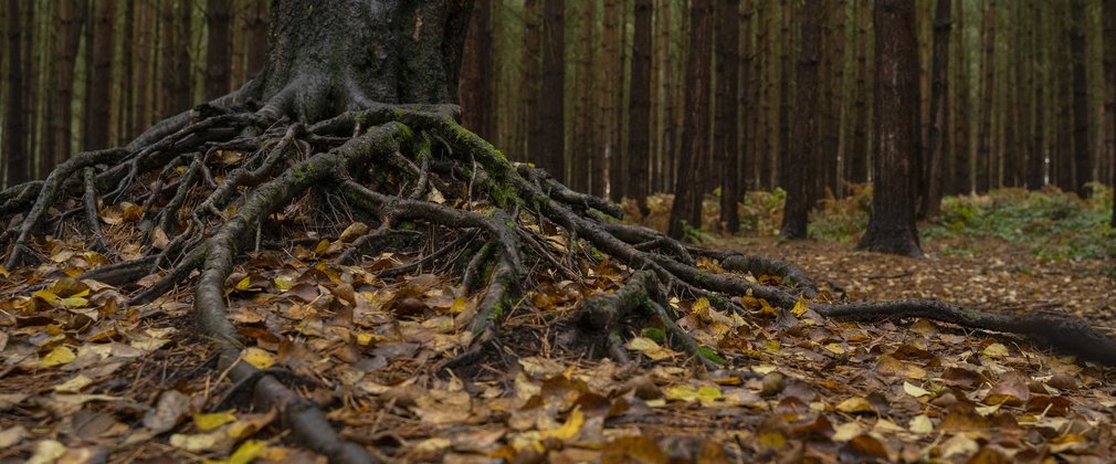 Forest floor with autumn leaves 