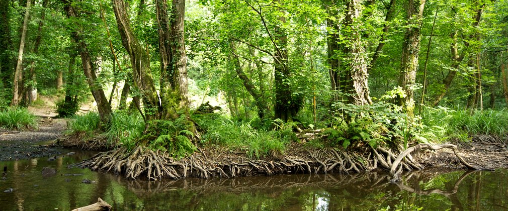 Tree roots exposed alongside water