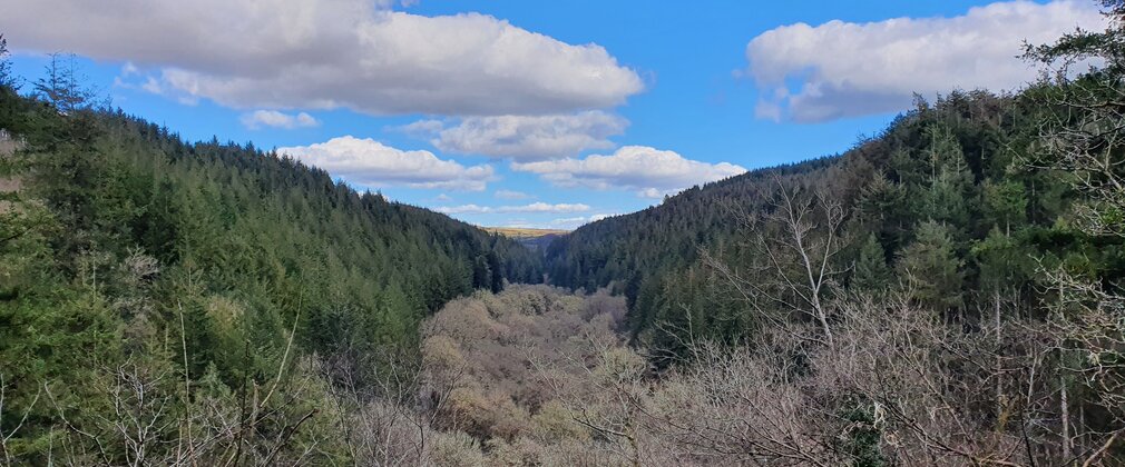 Panoramic view of Cardinham Valley from the Callywith Wood Walk at Cardinham Woods