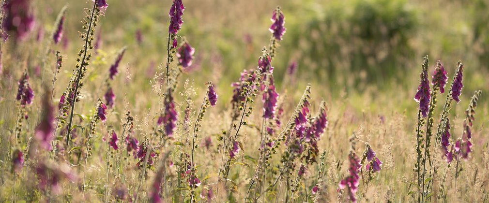 Flowers at Castle Neroche