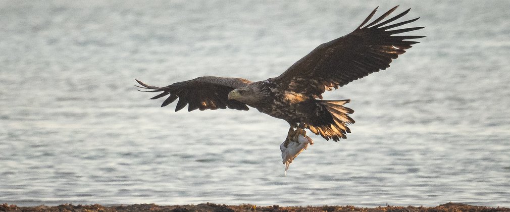 White-tailed eagle flying along the shoreline with a cuttlefish in it's talons