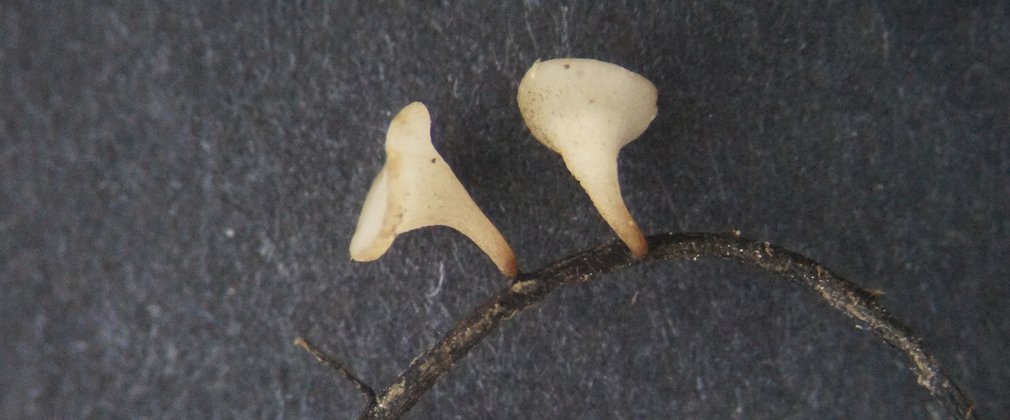 Photo shows two fungal mushrooms of Hymenoscyphus fraxineus. They are white and, and cone shaped, growing from a thin base to wide top, from a small branch. In reality these mushrooms are so small they are hard to spot.