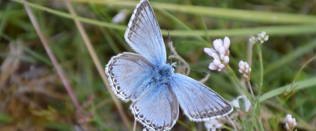 Butterfly feeding on wildflowers