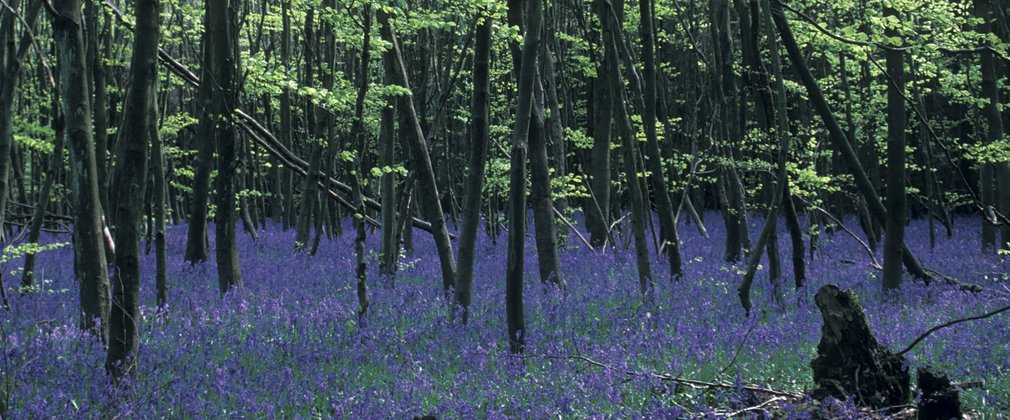 Field of bluebells within the forest