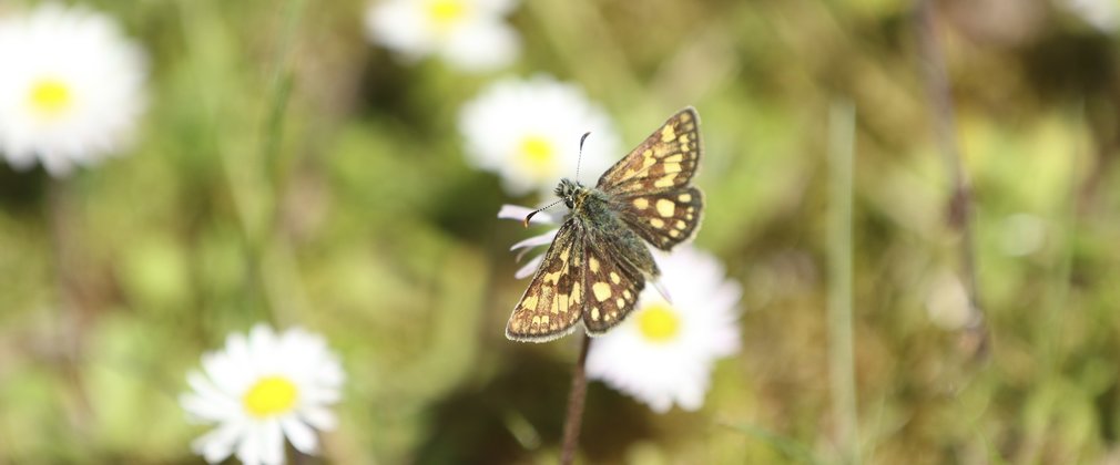 Chequered Skipper Butterfly