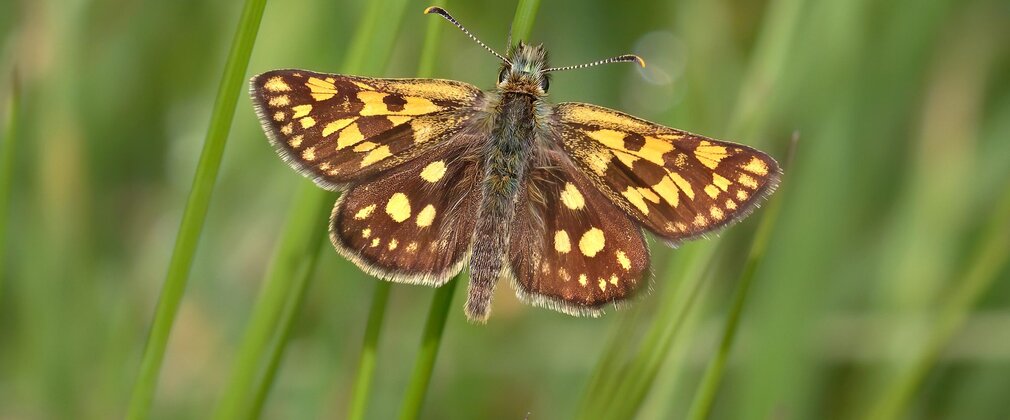 A chequered skipper butterfly, with brown and yellow pattern, on a blade of grass.