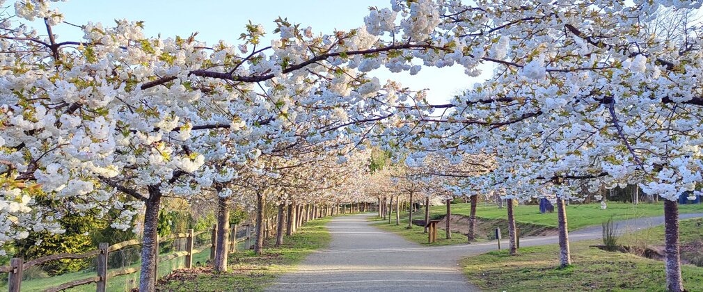 An avenue of cherry trees in full bloom