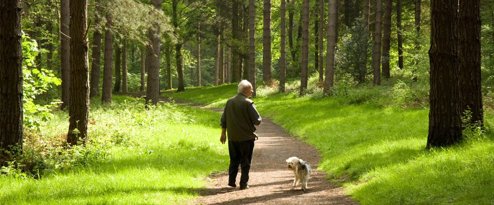 Man walking dog along woodland trail