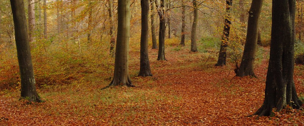 Bright orange leaves lining the forest floor on a trail