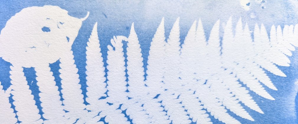Cyanotype workshop 'Pictures from the forest floor' 1