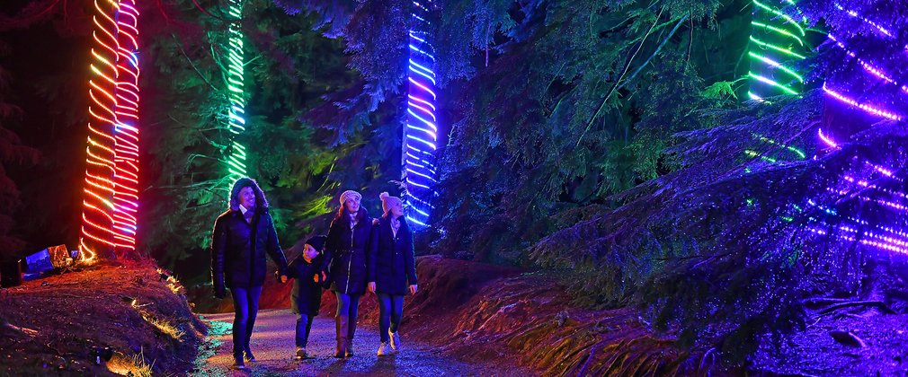 Bedgebury National Pinetum Christmas at Bedgebury singing trees hemlock and scots pine