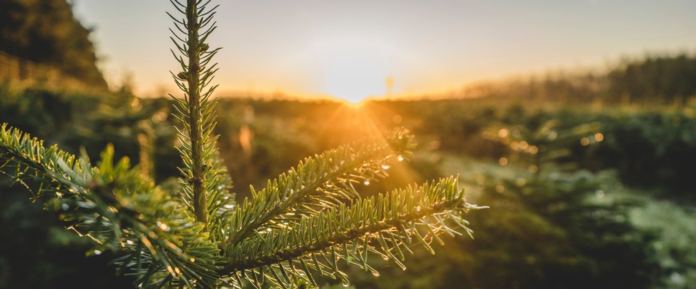 Real Christmas trees at sunset