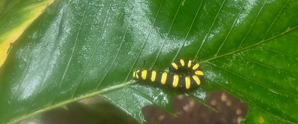 Bug Hunting Cinabar Moth caterpillar Alice Holt Forest