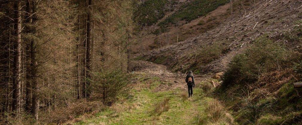 A walker walking through the forest with trees to the left and moorland to the right.