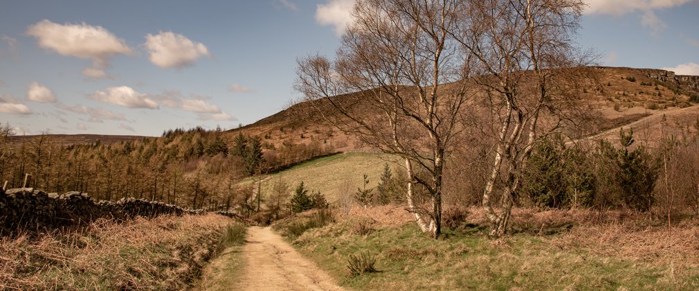 A forest track heading towards a hillside.