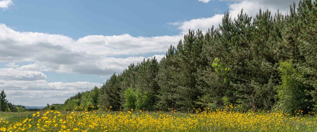 A line of conifer trees disappearing into the distance surrounding the right edge of a buttercup meadow.