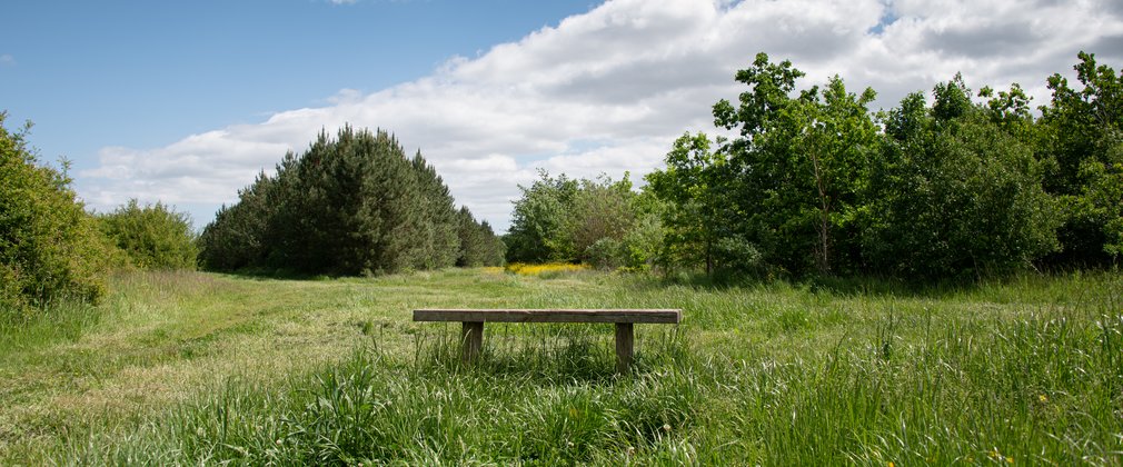 A wooden bench in a meadow surrounded by trees.