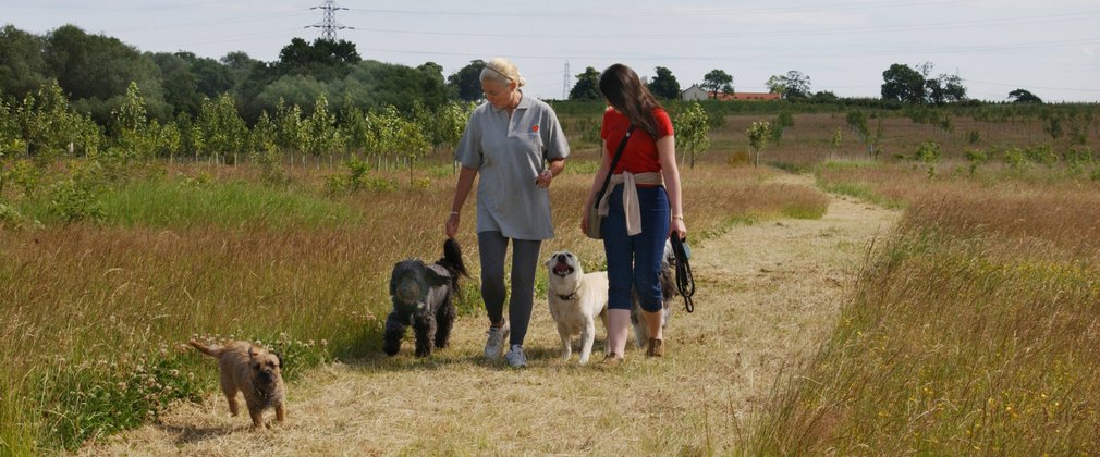 Two women walking excitable dogs on grass path