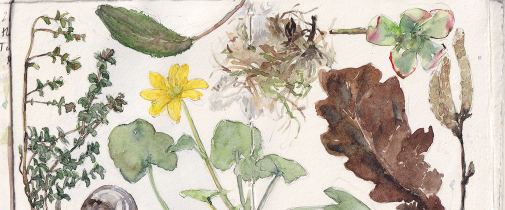 A watercolour painting of various flowers and leaves. 