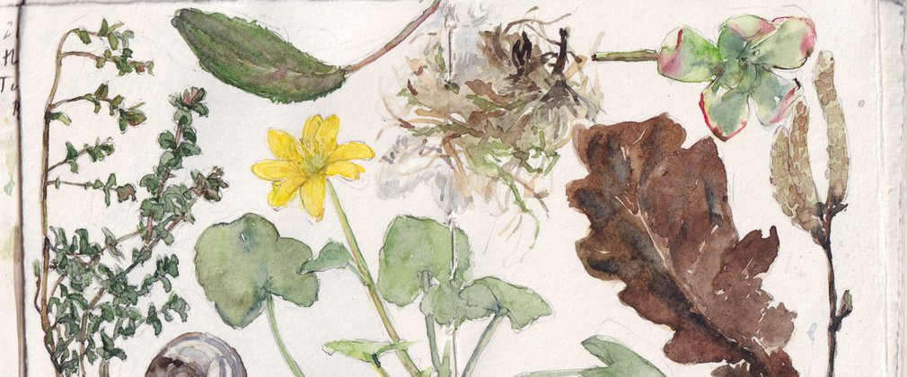 A watercolour painting of various flowers and leaves.