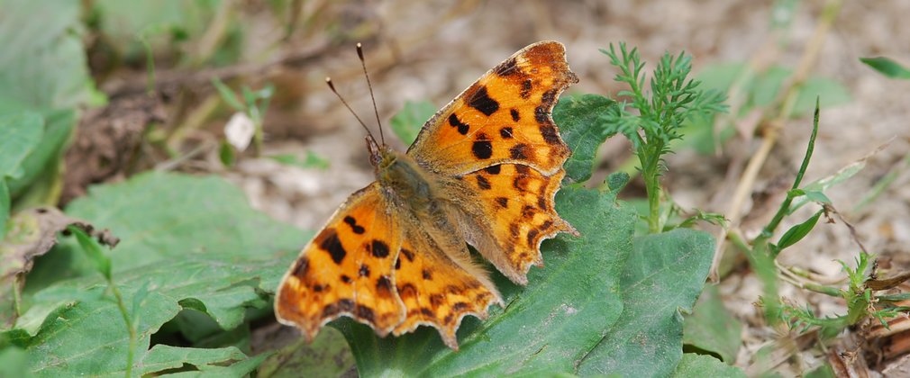 comma butterfly on forest floor